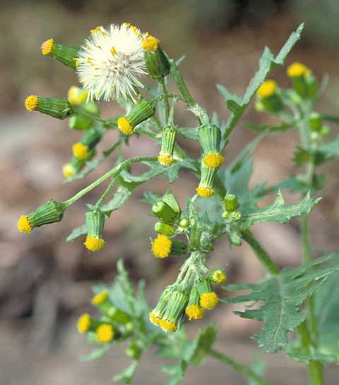 Senecio vulgaris 